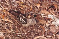 Large-tailed Nightjar - Caprimulgus macrurus