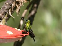 Sapphire-vented Puffleg - Eriocnemis luciani