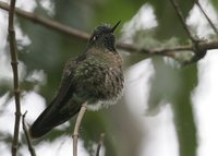 Tyrian Metaltail - Metallura tyrianthina