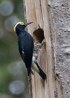 Yellow-tufted Woodpecker - Melanerpes cruentatus