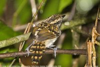 Scaled Antbird - Drymophila squamata