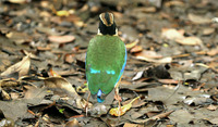 Blue-winged Pitta - Pitta moluccensis