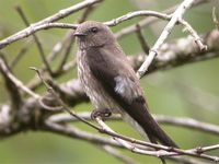 Mascarene Martin - Phedina borbonica