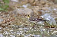 Citrine Wagtail - Motacilla citreola