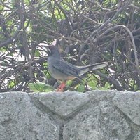 Red-legged Thrush - Turdus plumbeus