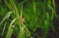 Madagascar Cisticola - Cisticola cherinus