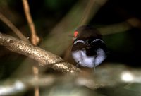 Brown-throated Wattle-eye - Platysteira cyanea