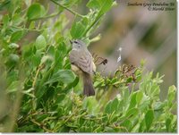 Southern Penduline-Tit - Anthoscopus minutus