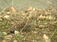 Cirl Bunting - Emberiza cirlus