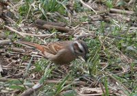 Meadow Bunting - Emberiza cioides