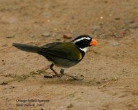 Orange-billed Sparrow - Arremon aurantiirostris