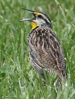 Eastern Meadowlark - Sturnella magna