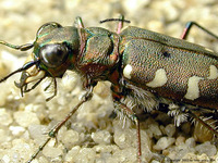 참뜰길앞잡이 - Cicindela transbaicalica hamifasciata