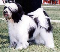 Tibetan Terrier