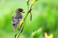 Lesser Goldfinch (2 male, 1 female) - Carduelis psaltria