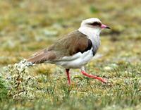 Andean lapwing