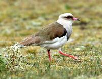 Andean lapwing