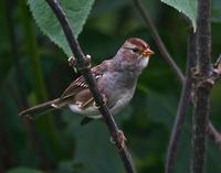 Whitecrowned Sparrow  Baby