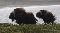 Musk Oxen Running