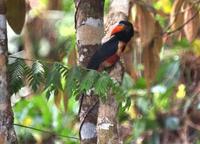 Fiery-billed Aracari   