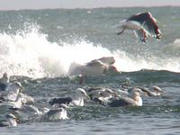 Slaty-backed            gull, Larus schistisagus