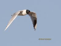 Saunder's gull C20D 02900.jpg