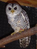 Chacokauz (Strix rufipes chacoensis)