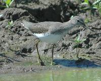 Green Sandpiper p.136