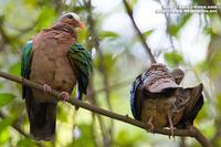 Emerald Dove 綠背金鳩 IMG 9452.jpg