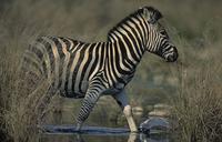 Burchell's Zebra, Equus burchelli, Kruger National Park, South Africa (25836)