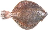 도다리 Pleuronichthys cornutus (Temminck et Schlegel)