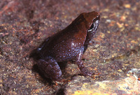 : Brachytarsophrys feae