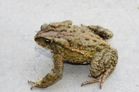 : Bufo bocourti