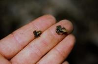 : Eleutherodactylus orientalis
