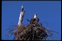 : Pandion haliaetus; Osprey