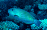 : Chlorurus sordidus; Daisy Parrotfish