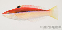 : Pseudojuloides atavai