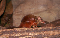 : Tupaia tana; Long-nosed Tree Shrew