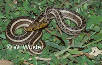 : Amphiesma stolata; Striped Keelback