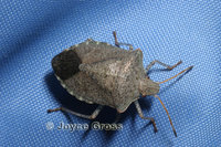 : Euschistus conspersus; Consperse Stinkbug