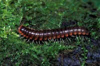 : Isaphe convexa; Flat-backed Millipede