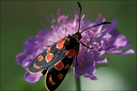 : Zygaena carniolica