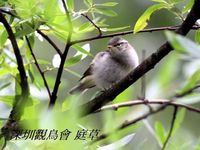 Phylloscopus coronatus Eastern Crowned Warbler 冕柳鶯 099-095