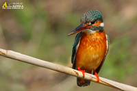 Fig. 21. Common Kingfisher : 물총새