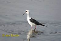 Photo of pisila čáponohá Himantopus himantopus Black winged Stilt Stelzenlaufer