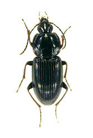 ヒロムネナガゴミムシ 1 ex. Pterostichus dulcis