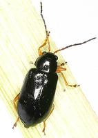 Luperus xanthopoda
