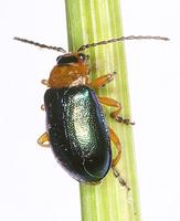 Sermylassa halensis