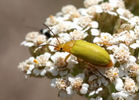 Cteniopus sulphureus