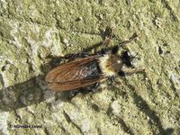 Laphria ephippium